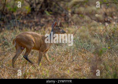 Un cervo grigio (Mazama gouazoubira) vicino alla Piuval Lodge nel Pantanal settentrionale, Stato del Mato grosso, Brasile. Foto Stock