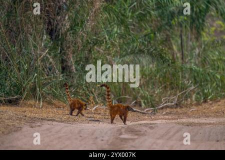 Coatis, generi Nasua e Nasuella, noti anche come coatimundi vicino alla Piuval Lodge nel Pantanal settentrionale, Stato del Mato grosso, Brasile. Foto Stock