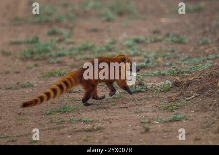 A Coati, generi Nasua e Nasuella, noti anche come coatimundi vicino alla Piuval Lodge nel Pantanal settentrionale, Stato del Mato grosso, Brasile. Foto Stock