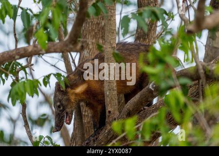 A Coati, generi Nasua e Nasuella, noti anche come coatimundi in un albero vicino alla Piuval Lodge nel Pantanal settentrionale, Stato del Mato grosso, Brasile. Foto Stock