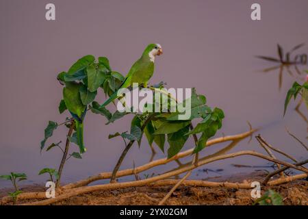 Parakeets di monaci (Myiopsitta monachus) su una pianta in uno stagno per bere acqua vicino alla Piuval Lodge nel Pantanal settentrionale, Stato del Mato grosso, Brasile. Foto Stock