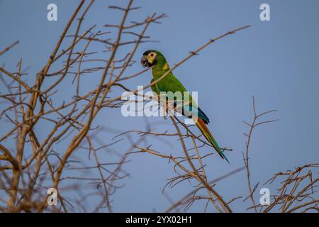 Un'ara dal colletto dorato o un'ara dal colletto giallo (Primolius auricollis) arroccato su un albero vicino a uno stagno per bere acqua vicino alla Piuval Lodge nel Nort Foto Stock