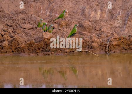 Parrocchetti di monaci (Myiopsitta monachus) in uno stagno per bere acqua vicino al Piuval Lodge nel Pantanal settentrionale, Stato del Mato grosso, Brasile. Foto Stock