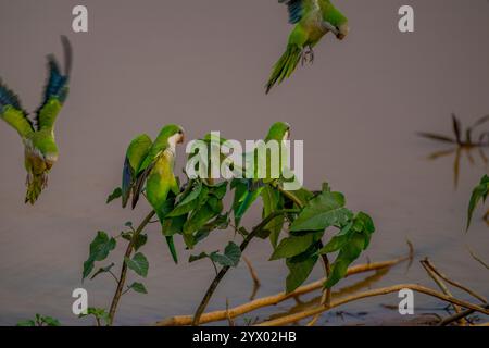 Parakeets di monaci (Myiopsitta monachus) su una pianta in uno stagno per bere acqua vicino alla Piuval Lodge nel Pantanal settentrionale, Stato del Mato grosso, Brasile. Foto Stock