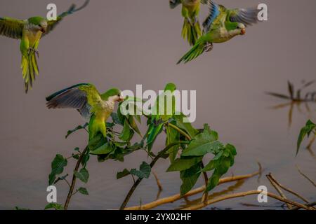 Parakeets di monaci (Myiopsitta monachus) su una pianta in uno stagno per bere acqua vicino alla Piuval Lodge nel Pantanal settentrionale, Stato del Mato grosso, Brasile. Foto Stock