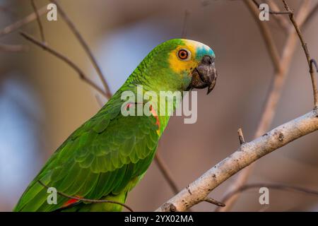 Un'Amazona aestiva (Amazona aestiva), chiamata anche pappagallo dalla fronte blu, arroccata su un albero vicino alla Piuval Lodge nel Pantanal settentrionale, Stato Foto Stock