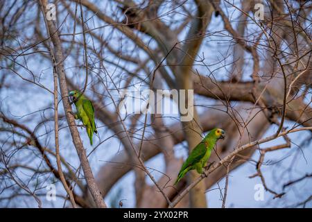 Un'Amazona aestiva (Amazona aestiva), chiamata anche pappagallo dalla fronte blu, arroccata su un albero vicino alla Piuval Lodge nel Pantanal settentrionale, Stato Foto Stock