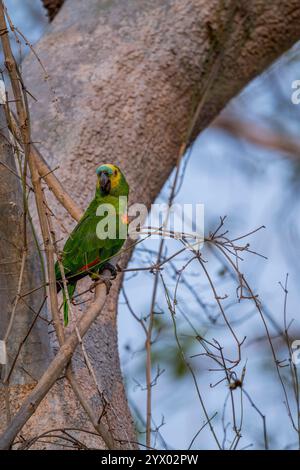 Un'Amazona aestiva (Amazona aestiva), chiamata anche pappagallo dalla fronte blu, arroccata su un albero vicino alla Piuval Lodge nel Pantanal settentrionale, Stato Foto Stock