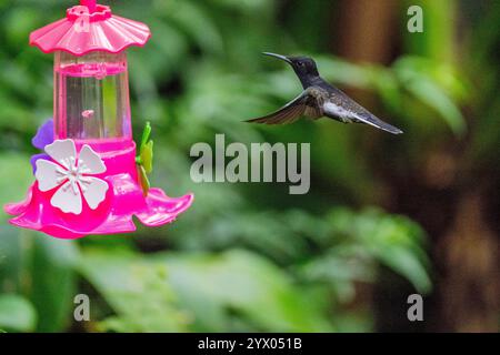 Un giacobino nero (Florisuga fusca) in un allevamento di colibrì in un giardino vicino a Iguassu Falls, Argentina. Foto Stock