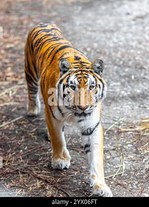 Passeggiata nella maestosa tigre del Bengala nell'habitat naturale Foto Stock