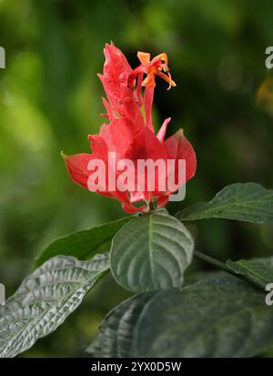 Petunia selvatica peruviana o Ruellia, Ruellia chartacea, Acanthaceae. Dalla Colombia al Perù, Sud America. Foto Stock