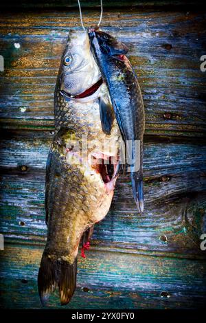 Il pesce appena pescato appeso sulla porta del granaio in attesa di essere cucinato. Foto Stock