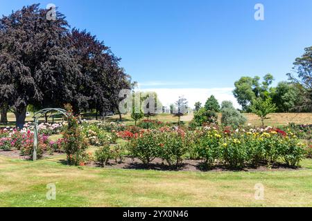 Scott Rose Garden a Trousselot Park, Charles Street, Kaiapoi, Canterbury, South Island, nuova Zelanda Foto Stock