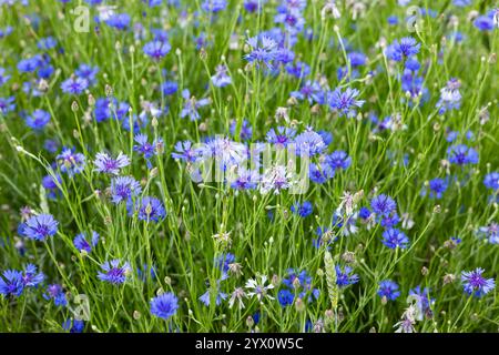 Campo di vibranti fiori di mais blu che fioriscono in un prato verde lussureggiante in una giornata estiva soleggiata, creando un pittoresco paesaggio naturale Foto Stock