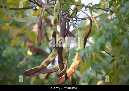 un mucchio di cialde secche di semi di koa di acacia appese all'albero Foto Stock