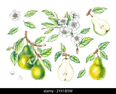 Acquerelli piante verdure illustrazioni botaniche Foto Stock