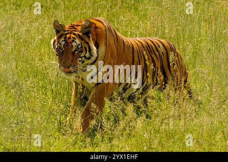 Passeggiate con grazia nella tigre del Bengala in un lussureggiante Green Field Foto Stock