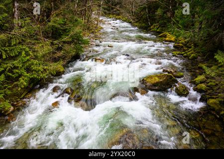 Il fiume Pacific Northwest scorre attraverso il paesaggio roccioso nella foresta Foto Stock