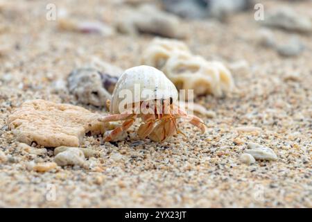 Il granchio eremita - Coenobita perlatus cammina su una spiaggia Foto Stock