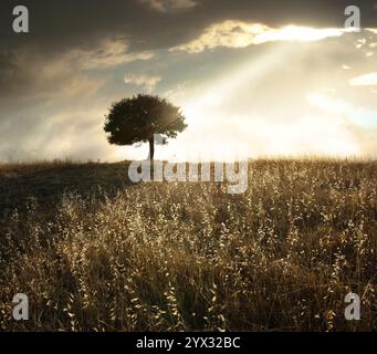 un raggio di luce si rompe attraverso il cielo drammatico a. tramonto e colpire un albero di quercia solitario Foto Stock