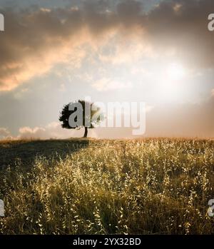 quercia solitaria al tramonto Foto Stock