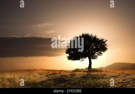 quercia solitaria al tramonto dorato Foto Stock