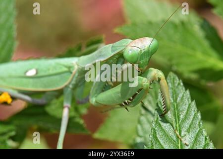 Pregando mantis mimetizzato su foglie verdi Foto Stock