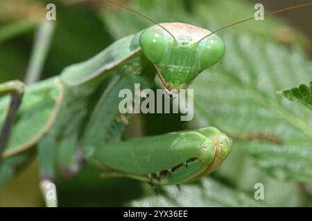 Pregando mantis mimetizzato su foglie verdi Foto Stock