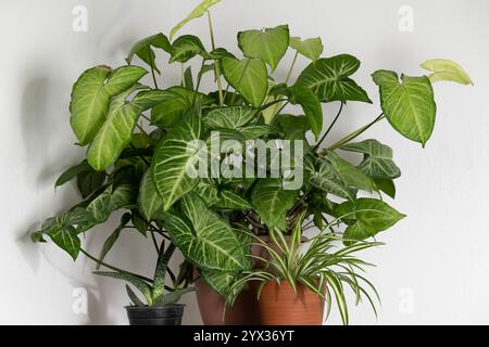 Primo piano di una pianta coperta sempreverde di syngonium. Concetto di botanica, interni per la casa, orticoltura Foto Stock