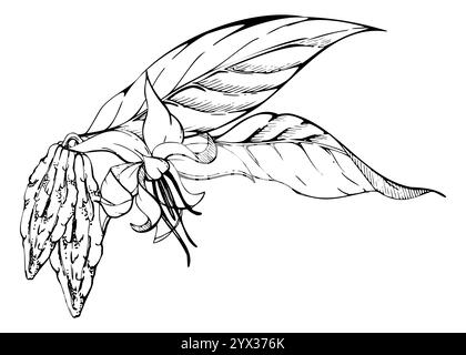 Cacao al cacao, ramoscello esotico tropicale naturale, fiori di vaniglia foglie baccelli di fagioli. Illustrazione isolata del vettore di inchiostro disegnata a mano. Design da viaggio Illustrazione Vettoriale