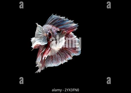 Betta Fish Halfmoon Dumbo Ear su sfondo nero Foto Stock