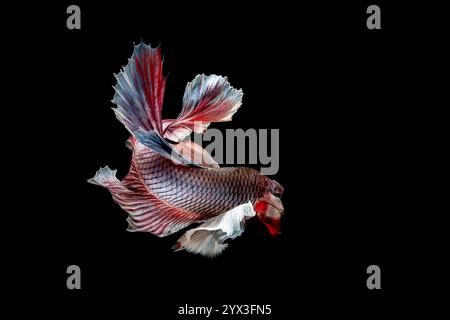 Betta Fish Halfmoon Dumbo Ear su sfondo nero Foto Stock