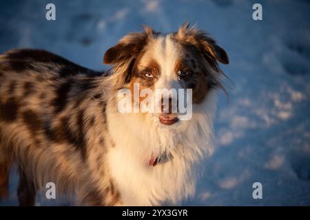 Ritratto di un bellissimo mini American Shepherd nella luce dorata e su uno sfondo invernale innevato Foto Stock