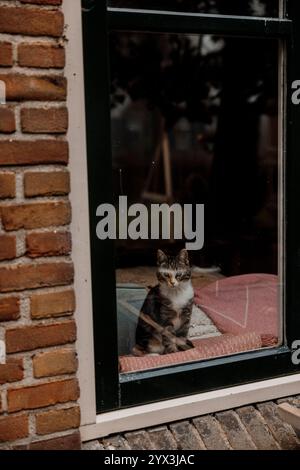 Carino gattino che guarda fuori dalla finestra Foto Stock