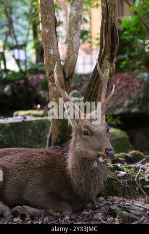 Un cervo sika mangia foglie nella foresta dell'isola di Miyajima. Foto Stock