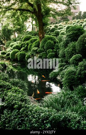 Grandi pesci koi arancioni nuotano in uno stagno. Foto Stock