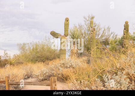 Cactus di Saguaro e piante di yucca in un arido paesaggio desertico Foto Stock