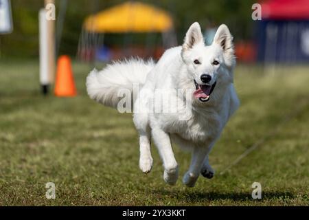 White Shepherd Mixed Breed Dog Running Lure Course Sprint Dog Sport Foto Stock