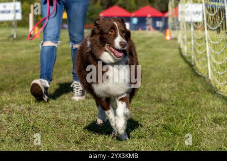 Australian Shepherd Aussie Mix Running Lure Course Sprint Dog Sport Foto Stock