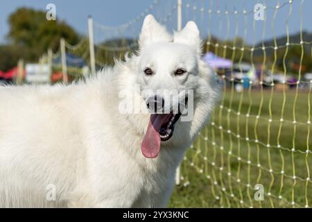 White Shepherd Mixed Breed Dog Running Lure Course Sprint Dog Sport Foto Stock