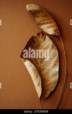 Due foglie marroni su fondo marrone Foto Stock