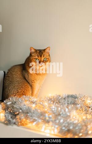 Gatto di zenzero su sfondo neutro con decorazioni natalizie Foto Stock