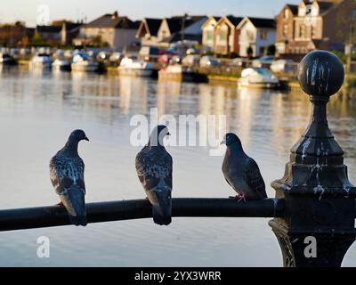 Piccioni arroccati che guardano a monte del Tamigi a St Helens Wharf Saint Helen's Wharf. Questo è un luogo di bellezza famoso sul fiume, ustream del mediev Foto Stock