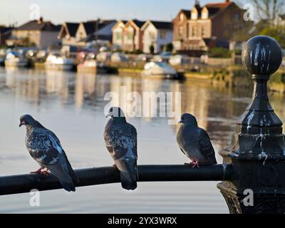 Piccioni arroccati che guardano a monte del Tamigi a St Helens Wharf Saint Helen's Wharf. Questo è un luogo di bellezza famoso sul fiume, ustream del mediev Foto Stock