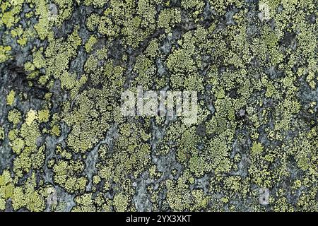 Mappa lichen (Rhizocarpon geographicum). Brigels, Surselva, Graubünden, Svizzera. Foto Stock