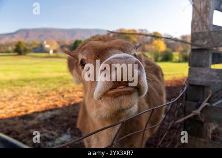Primo piano di una curiosa mucca bruna che attacca la testa attraverso una recinzione metallica in una fattoria durante l'autunno. Foto Stock