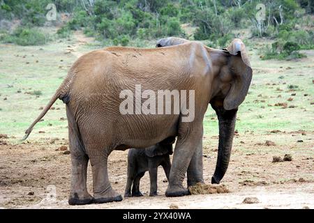 Momento emozionante di una madre elefante che dà da mangiare al suo bambino nel Kruger National Park, in Sudafrica, circondato dalla bellezza della natura selvaggia. Foto Stock