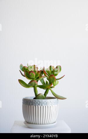 Pianta di giada o ovata di Crassula che cresce in una pentola di ceramica con sfondo bianco. Foto Stock