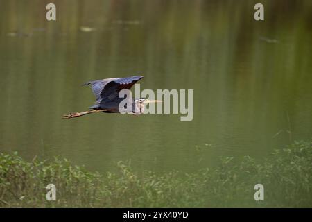 Un unico e maestoso airone viola volando con grazia sopra un lago alla luce del giorno. Sono anche chiamati Ardea purpurea. chiamata Foto Stock