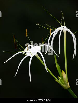 Foto ravvicinata di un bellissimo giglio di ragno che cresce su una pianta. Chiamato anche Hymenocallis speciosa. Foto Stock